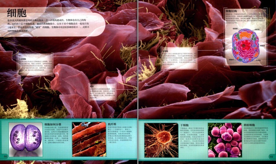 图片[11]-《DK微观世界大百科》以微观视角总览世间万物[pdf]-影音屋