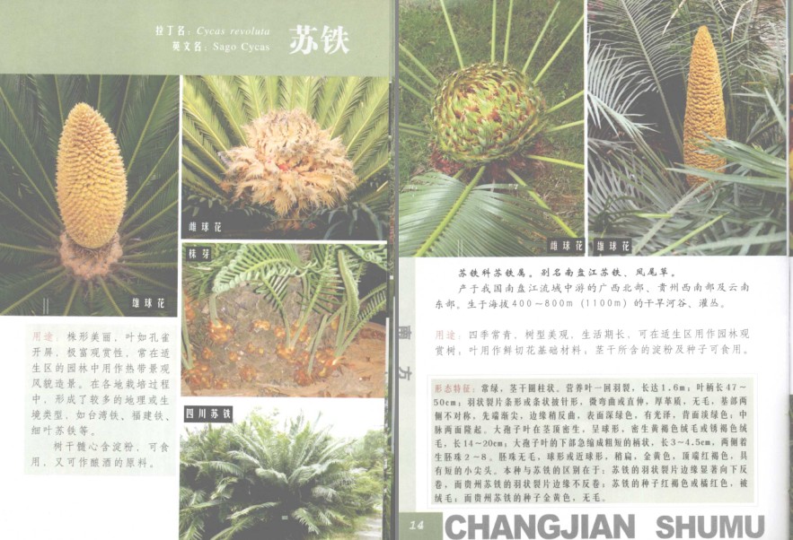 图片[3]-《常见南方树木》南方树木[pdf]-影音屋
