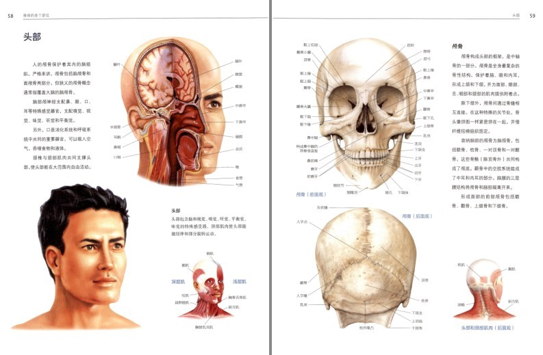图片[5]-《人体解剖学》结构和功能图谱 科普[pdf]-影音屋