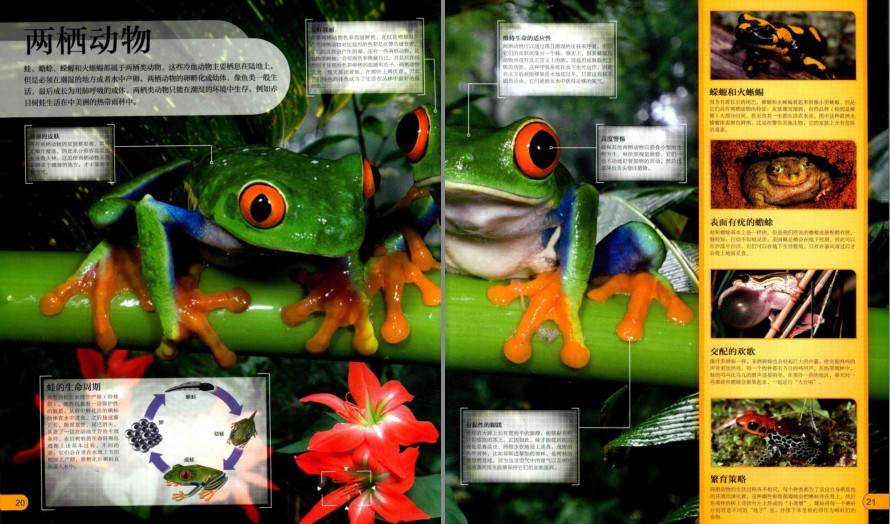 图片[5]-《DK微观世界大百科》以微观视角总览世间万物[pdf]-影音屋