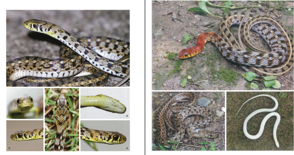 图片[2]-《中国蛇类图鉴》上下册 中国野生蛇类245种[pdf]-影音屋