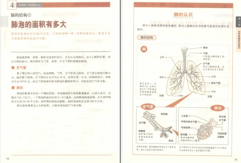 图片[8]-《完全图解不可思议的人体:深度解读人体密码》了解你自己的身体[pdf]-影音屋