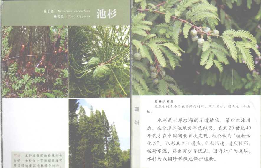 图片[5]-《常见南方树木》南方树木[pdf]-影音屋