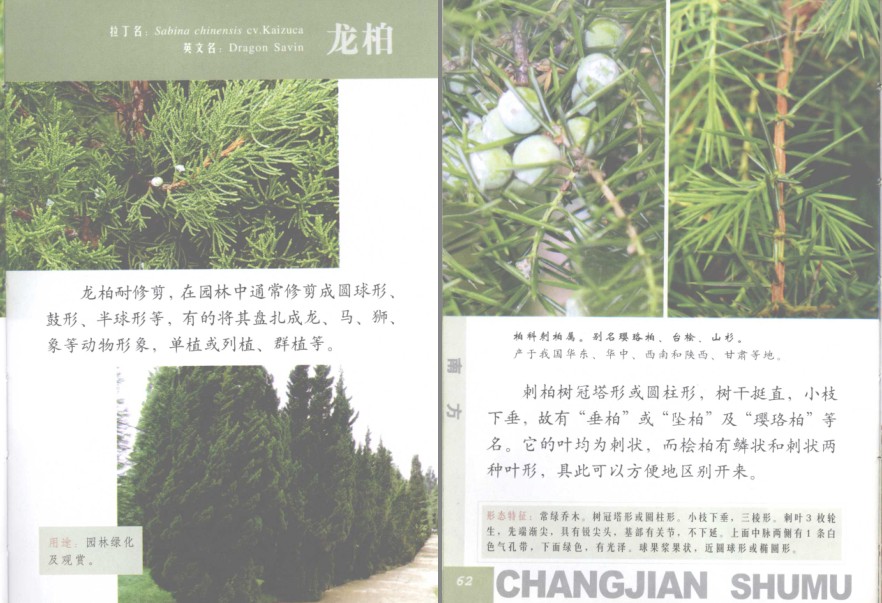 图片[6]-《常见南方树木》南方树木[pdf]-影音屋