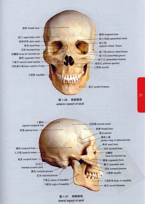 图片[2]-《人体解剖学彩色图谱》精选581幅标本 人体解剖结构[pdf]-影音屋