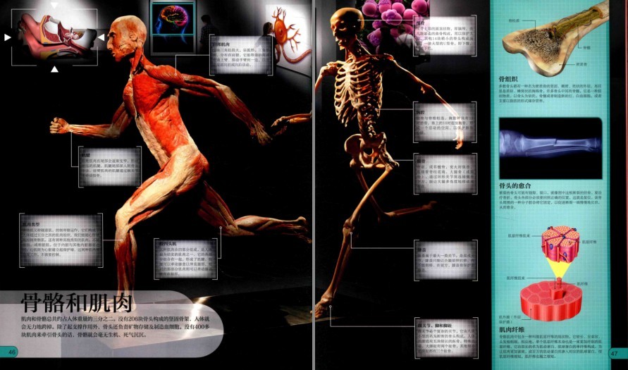 图片[8]-《DK微观世界大百科》以微观视角总览世间万物[pdf]-影音屋