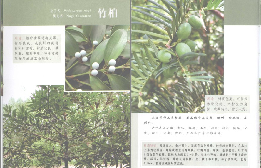 图片[8]-《常见南方树木》南方树木[pdf]-影音屋