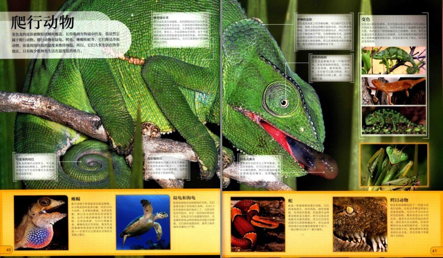 图片[7]-《DK微观世界大百科》以微观视角总览世间万物[pdf]-影音屋