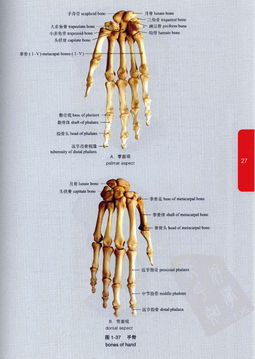图片[3]-《人体解剖学彩色图谱》精选581幅标本 人体解剖结构[pdf]-影音屋