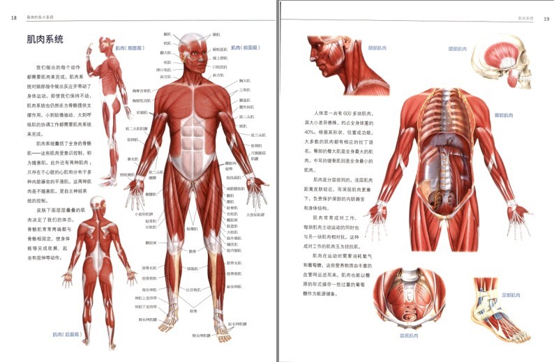 图片[3]-《人体解剖学》结构和功能图谱 科普[pdf]-影音屋