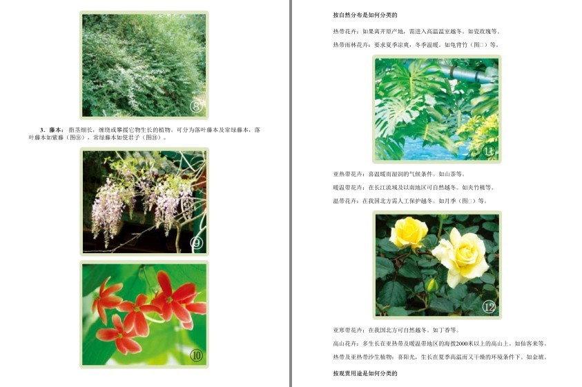 图片[2]-《经典观赏花卉图鉴:1200种花卉品鉴金典》科普各种花卉[epub]-影音屋