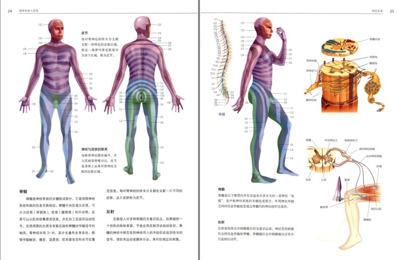 图片[4]-《人体解剖学》结构和功能图谱 科普[pdf]-影音屋