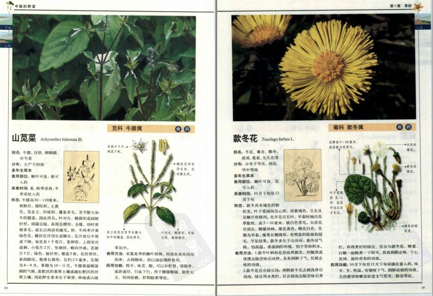 图片[5]-《中国的野菜：319种中国野菜图鉴》中国常见野菜图谱[pdf]-影音屋