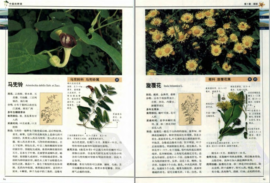 图片[7]-《中国的野菜：319种中国野菜图鉴》中国常见野菜图谱[pdf]-影音屋