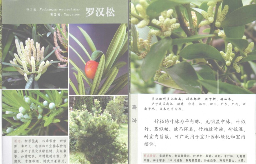 图片[7]-《常见南方树木》南方树木[pdf]-影音屋