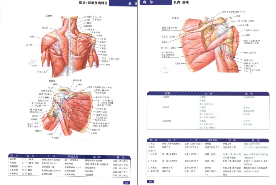 图片[5]-《奈特简明骨科学彩色图谱》高清中文版 450幅骨科解剖图 了解身体[pdf]-影音屋