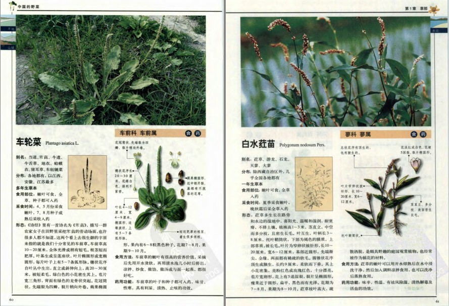 图片[6]-《中国的野菜：319种中国野菜图鉴》中国常见野菜图谱[pdf]-影音屋