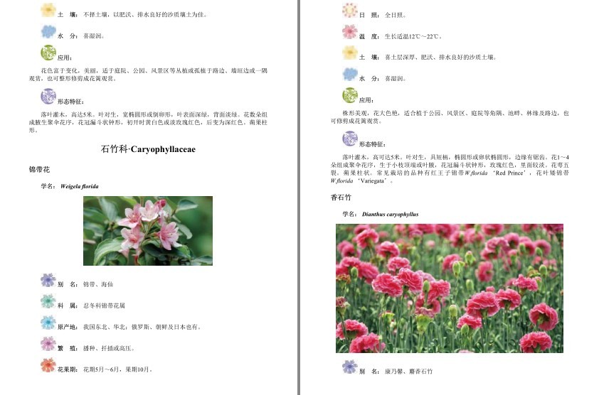 图片[5]-《经典观赏花卉图鉴:1200种花卉品鉴金典》科普各种花卉[epub]-影音屋