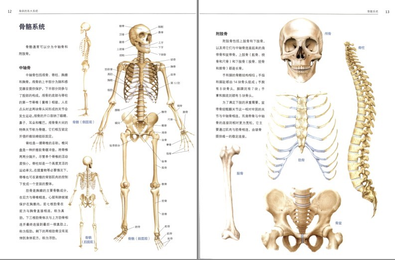 图片[2]-《人体解剖学》结构和功能图谱 科普[pdf]-影音屋
