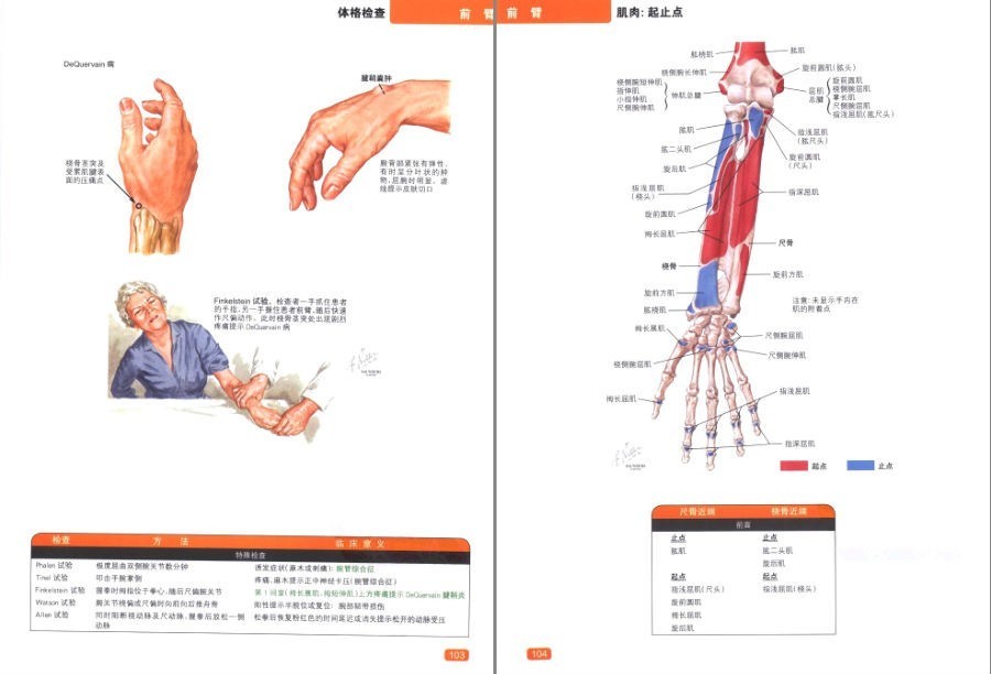 图片[7]-《奈特简明骨科学彩色图谱》高清中文版 450幅骨科解剖图 了解身体[pdf]-影音屋