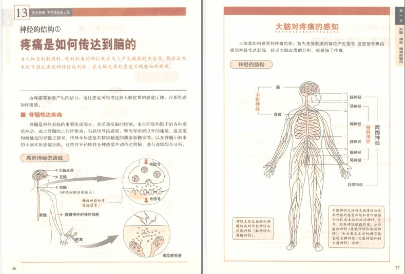 图片[6]-《完全图解不可思议的人体:深度解读人体密码》了解你自己的身体[pdf]-影音屋