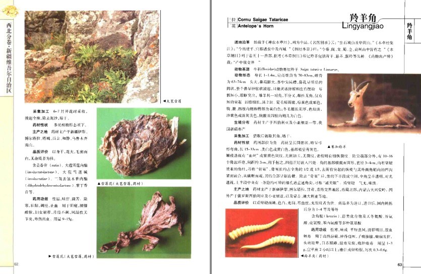 图片[9]-《道地药材图典·三北卷 》药材在全国各地分布及其药用功效[pdf]-影音屋