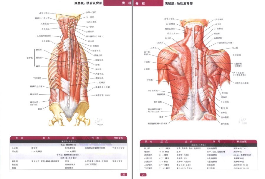 图片[4]-《奈特简明骨科学彩色图谱》高清中文版 450幅骨科解剖图 了解身体[pdf]-影音屋