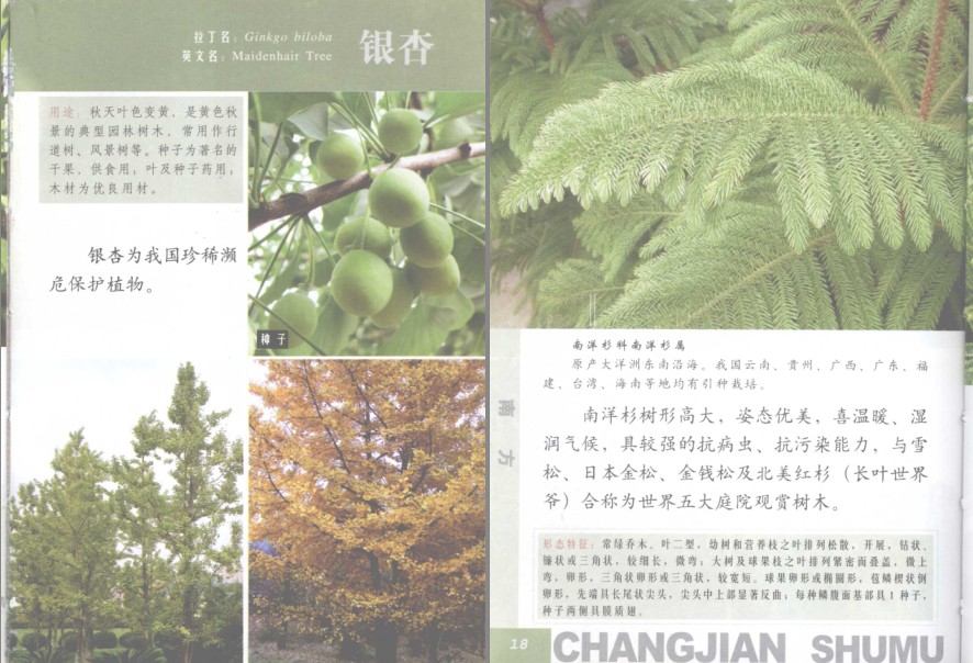 图片[4]-《常见南方树木》南方树木[pdf]-影音屋