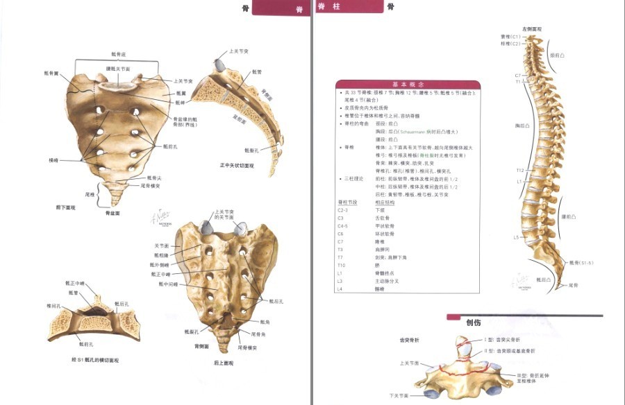 图片[3]-《奈特简明骨科学彩色图谱》高清中文版 450幅骨科解剖图 了解身体[pdf]-影音屋