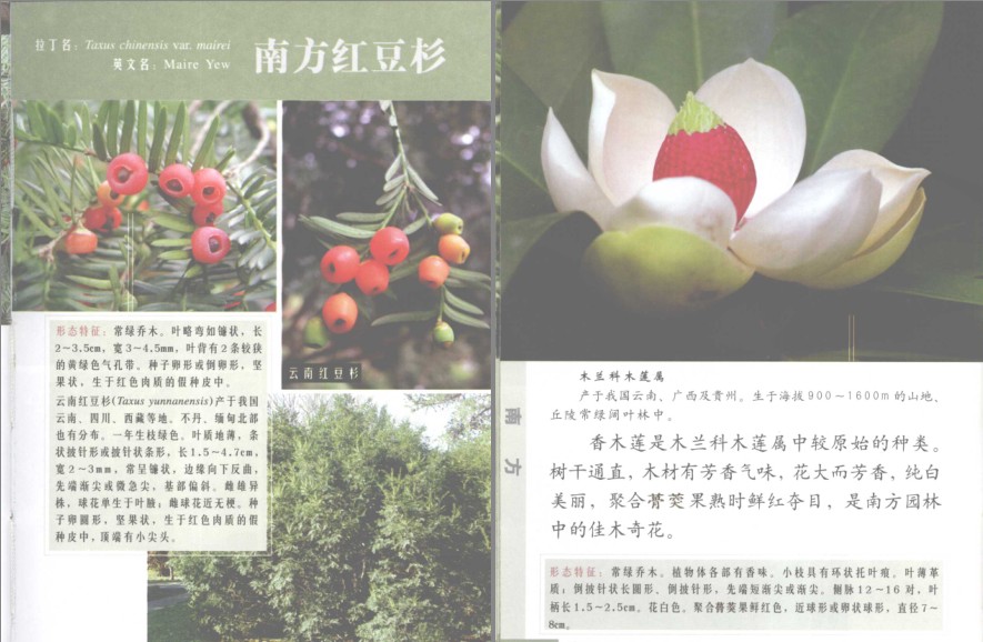 图片[9]-《常见南方树木》南方树木[pdf]-影音屋