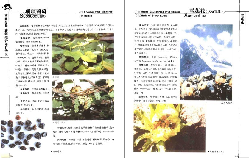 图片[8]-《道地药材图典·三北卷 》药材在全国各地分布及其药用功效[pdf]-影音屋