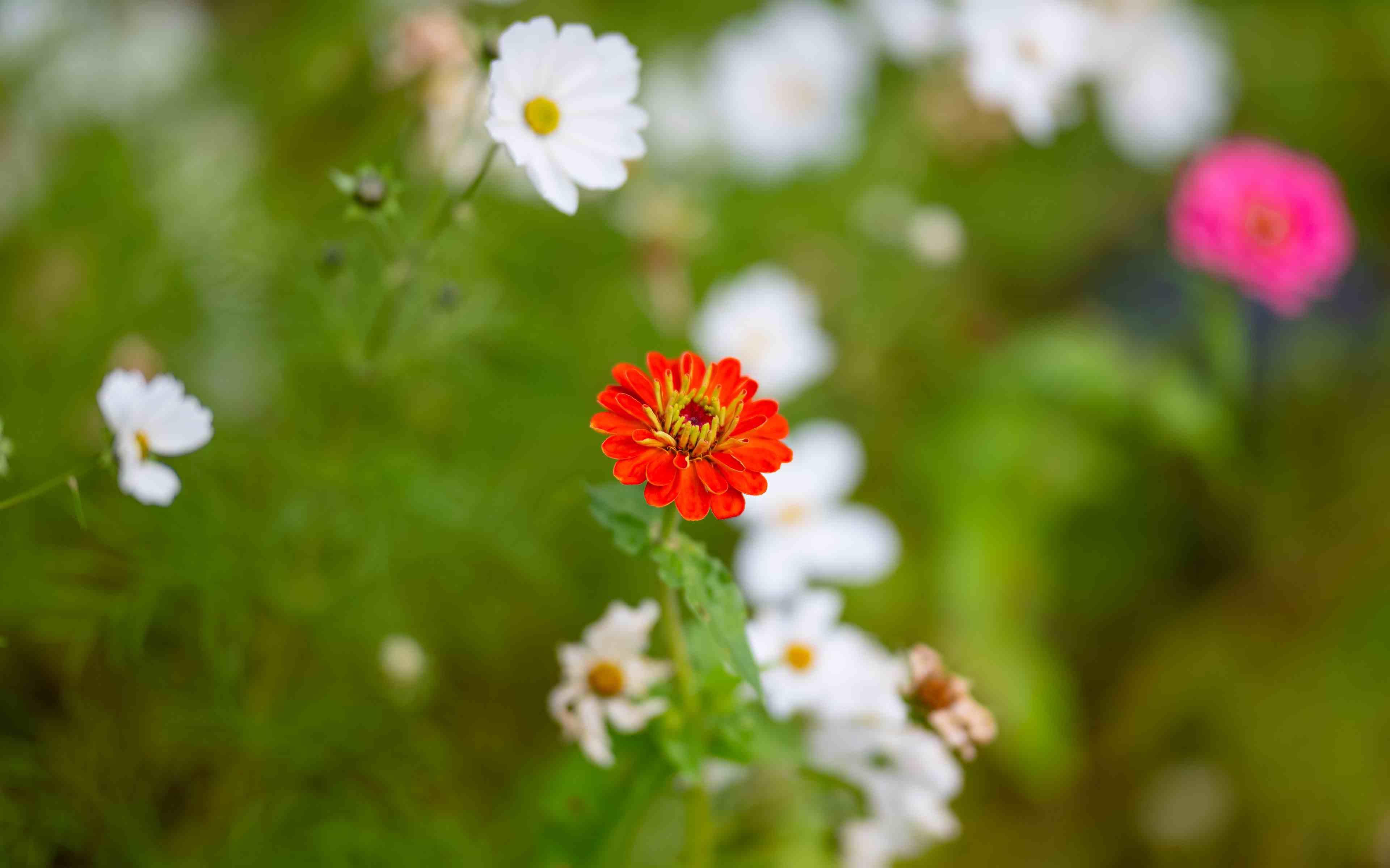 图片[4]-精选唯美高清电脑壁纸[211M]-影音屋