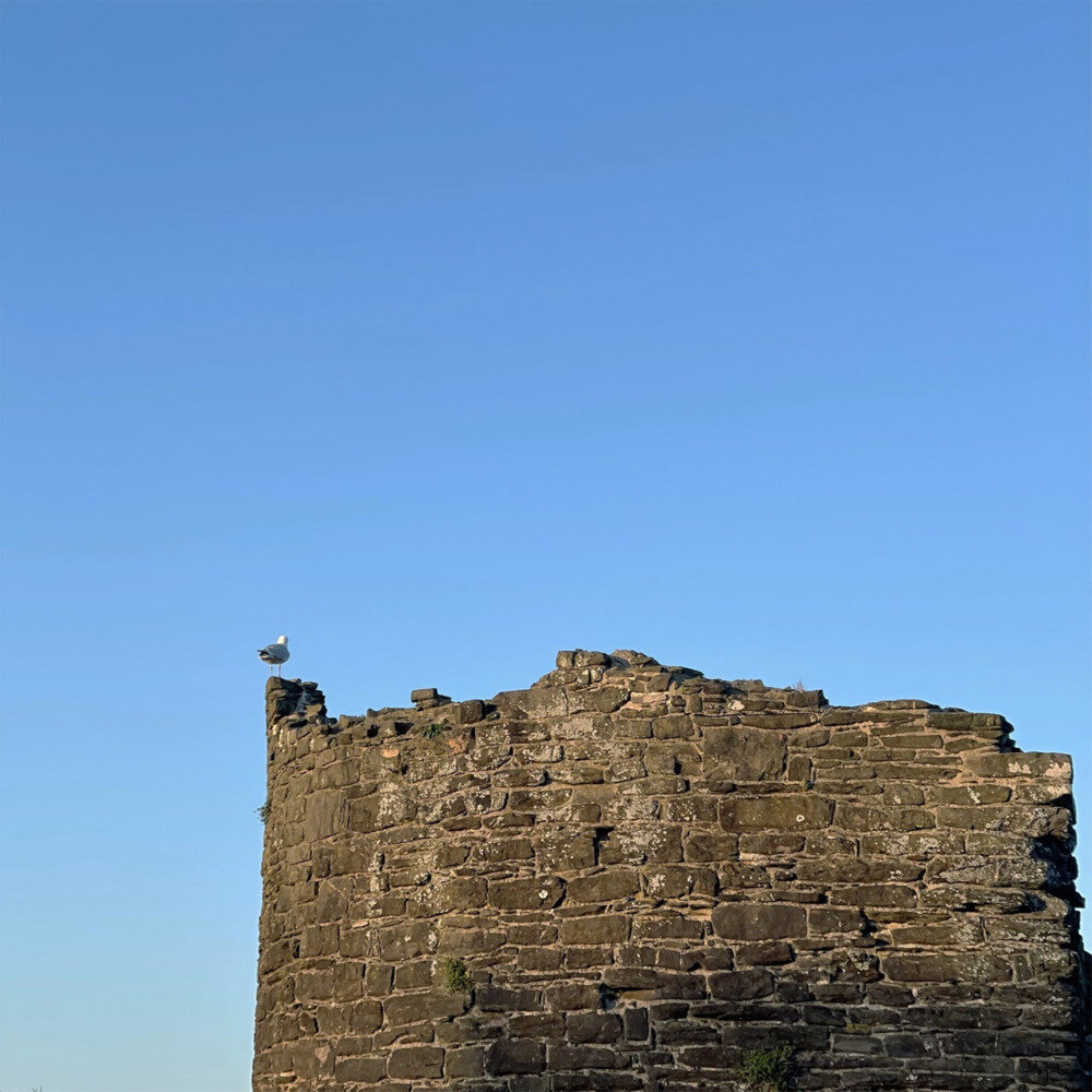 盘尼西林《岛与黎明》智慧大狗[FLAC][625M]-影音屋