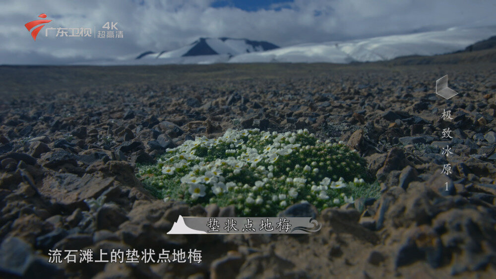 图片[4]-[百度/夸克][广东卫视 遇见最极致的中国 全7集 电视源码 50帧 5.1声道 20250908][2160I/TS][44.12G]-影音屋