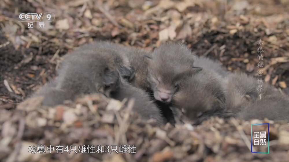 图片[3]-[百度/夸克][CCTV9 赤狐的秘密世界 全2集 电视源码 20250822][1080I/TS][6.02G]-影音屋