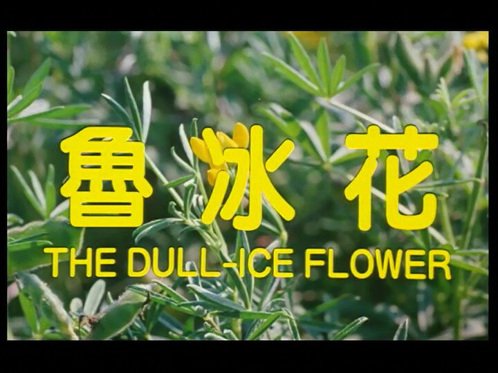 图片[2]-[BT下载][鲁冰花 The.Dull-Ice.Flower][DVD-MKV/1.86GB][华語/中文字幕][720P][DVD RIP][老掉牙]-影音屋