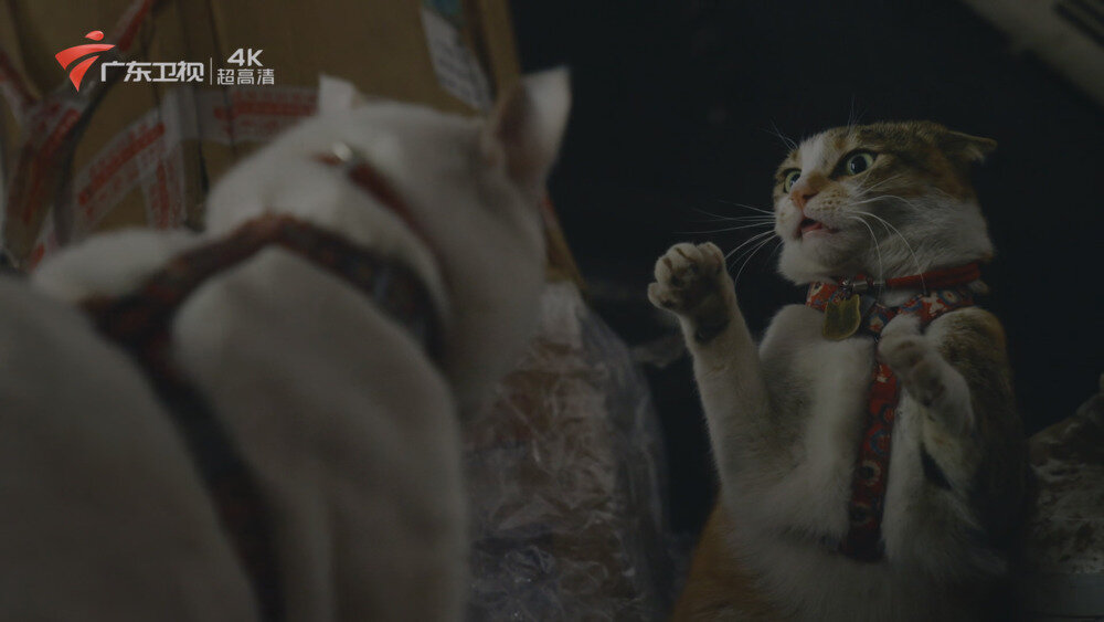 图片[4]-[百度/夸克][广东卫视4K 养猫的人 全6集 电视源码 20250910][2160I/TS][69.86G]-影音屋