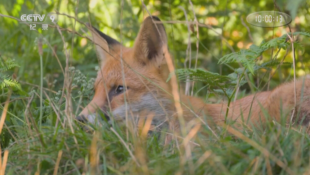 [百度/夸克][CCTV9 赤狐的秘密世界 全2集 电视源码 20250822][1080I/TS][6.02G]-影音屋