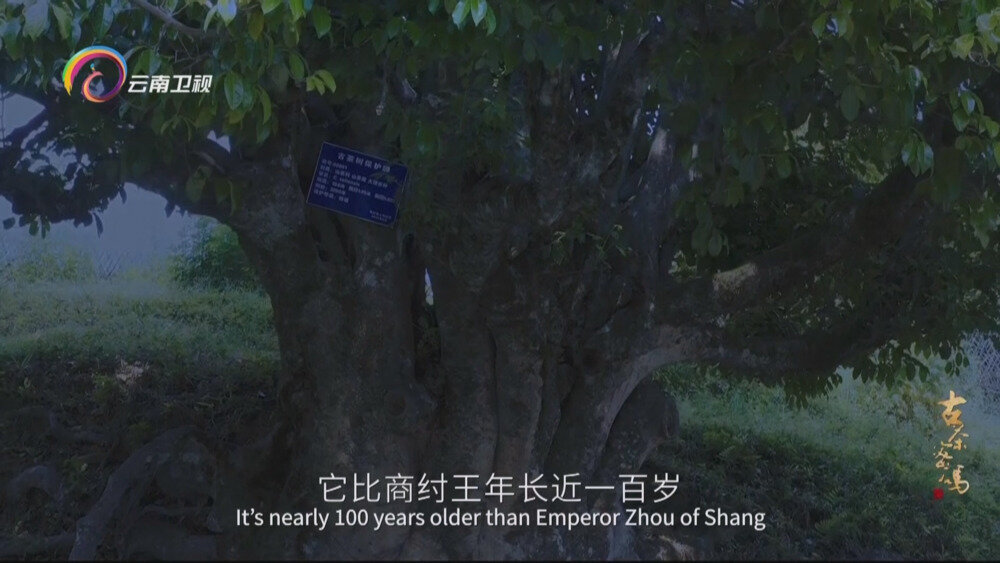 图片[3]-[百度/夸克][云南卫视 古茶密码 全3集 电视源码 20250908][1080I/TS][5.2G]-影音屋