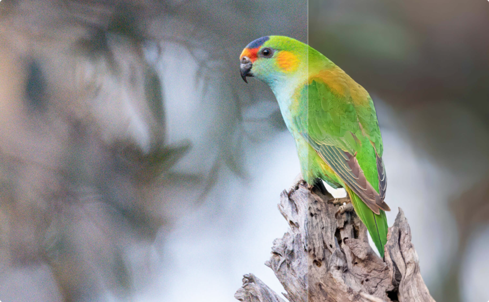 图片[3]-Topaz Photo AI-v3.5.2-Stable-Portable绿化便携式破解版[AI图片增强工具]-影音屋