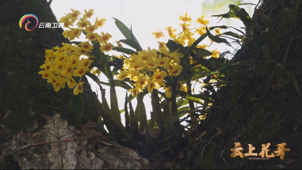 图片[4]-[百度/夸克][云南卫视 云上花开 全4集 电视源码 20250907][1080I/TS][4.94G]-影音屋