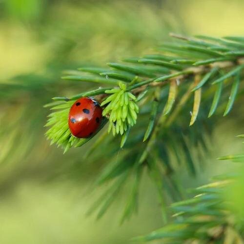 疗愈音律《五行音药 肝木之音 缓解抑郁释放压力古筝轻音乐》[320K/MP3][40.26MB]-影音屋