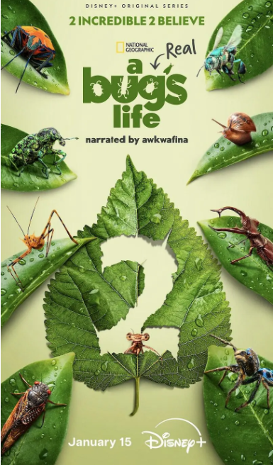 [虫虫历险记 第二季][全5集][WEB-MP4/16G][英语中字][1080P][夸克下载]-影音屋