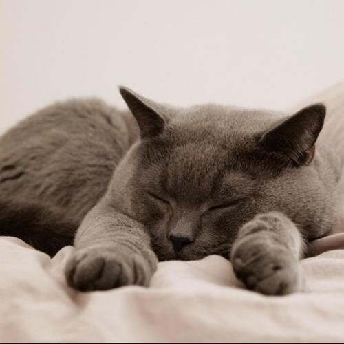 夏小桃《宠物门店 猫犬舍 卡农治愈舒缓安静轻音乐 安抚纯音乐》[30首][FLAC分轨][262.53MB]-影音屋