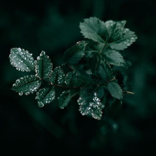 疗愈音律《晚间助眠冥想 宁心安神渐入梦乡 雨声轻音乐》[320K/MP3][146.65MB]-影音屋