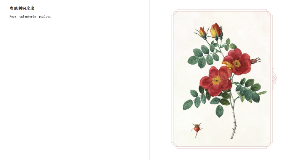 图片[3]-《玫瑰情书：雷杜德的爱情图鉴》 2025-06月新书推荐[mobi]-影音屋