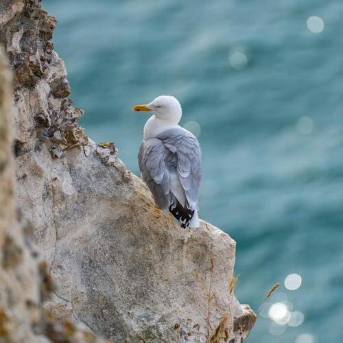 疗愈音律《温柔舒缓沉浸自然 脑波放松疗愈轻音乐》[30首][FLAC/分轨][228MB]-影音屋