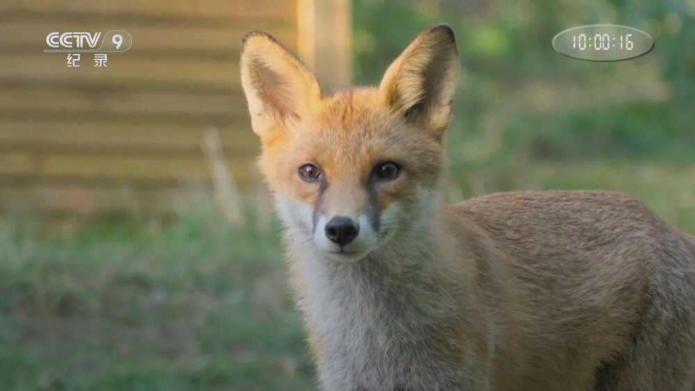 图片[2]-[百度/夸克][CCTV9 赤狐的秘密世界 全2集 电视源码 20250822][1080I/TS][6.02G]-影音屋