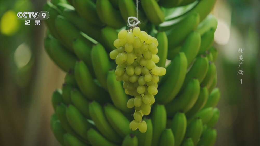 图片[2]-[百度/夸克][CCTV9 甜美广西 全6集 电视源码 20250930][1080I/TS][8.88G]-影音屋