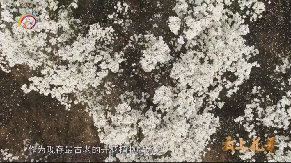 图片[3]-[百度/夸克][云南卫视 云上花开 全4集 电视源码 20250907][1080I/TS][4.94G]-影音屋